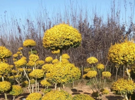 花鏡綠植組合
