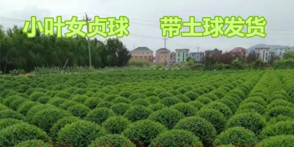 蚌埠女貞基地