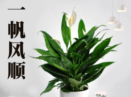 一帆風(fēng)順一年開(kāi)幾次花 一帆風(fēng)順一年之中有幾次花期呢