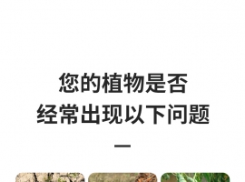枯草芽孢菌桿菌