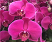 觀(guān)花花卉